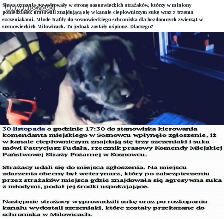 Strażacy uratowali szczeniaki, schronisko je uśpiło