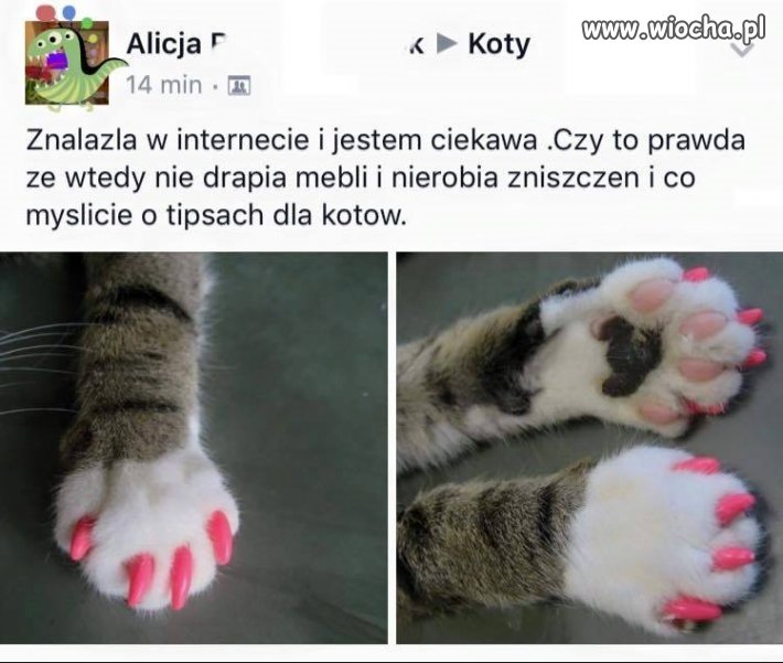 Alicja nie powinna mieć zwierząt