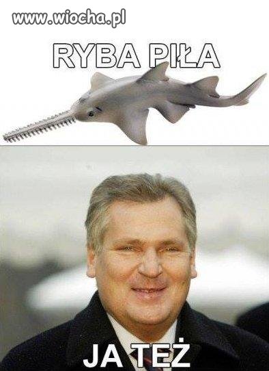 Ryba piła   