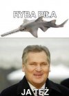 Ryba piła   