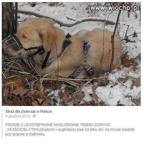 Przywiązałeś go bydlaku bo co ? bo szczekał ?