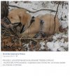 Przywiązałeś go bydlaku bo co ? bo szczekał ?