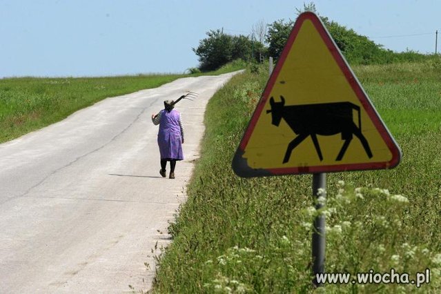 Polscy politycy to takie szambo i buractwo...