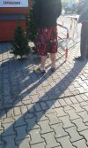 23 grudnia, koleś kupuje choinkę 