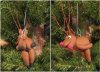 Rudolf