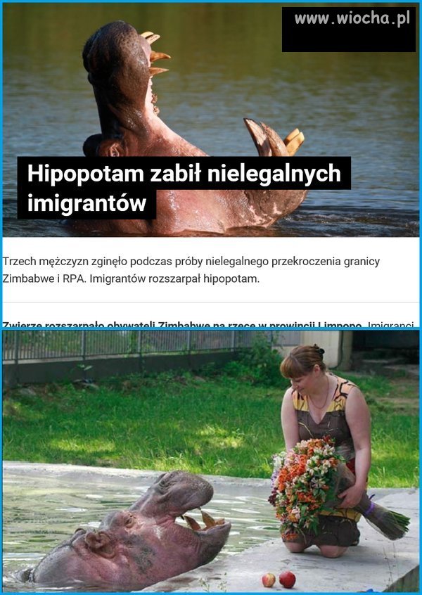 Dobry Hipcio.
