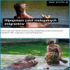Dobry Hipcio.