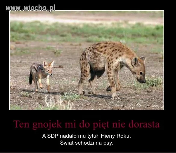 Lekko zoologiczne