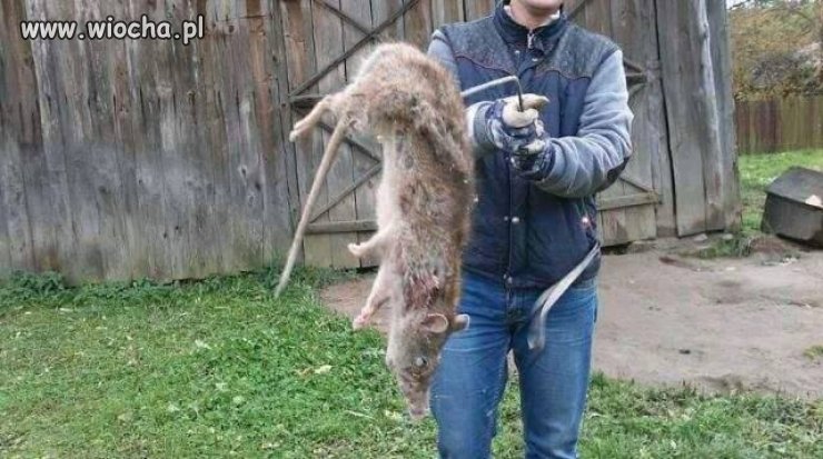 16 kilogramowy szczur