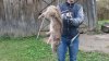 16 kilogramowy szczur