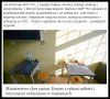 No to przyszłe parówy (choć o tym nie wiedzą 