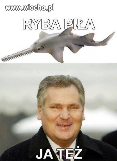 Ryba piła