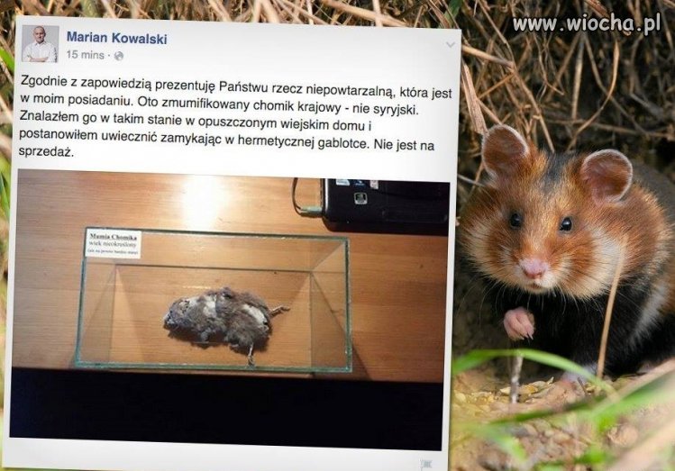 Wielbiciel chomików