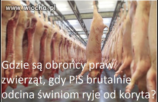 Nie obrażając świń.