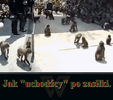 Rzuciły się 
