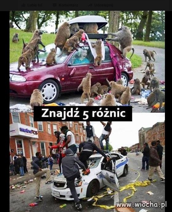 Małpy robią mnie szkody od imigrantów.