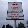 Pieszy to menda 