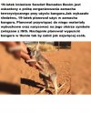 Arab planował zamach terrorystyczny...