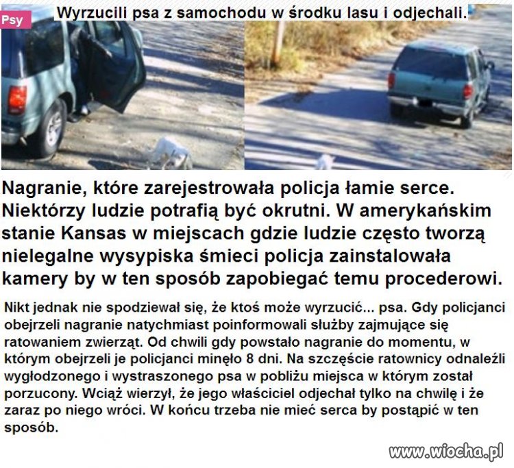 Wyrzucili psa w środku lasu i uciekli.