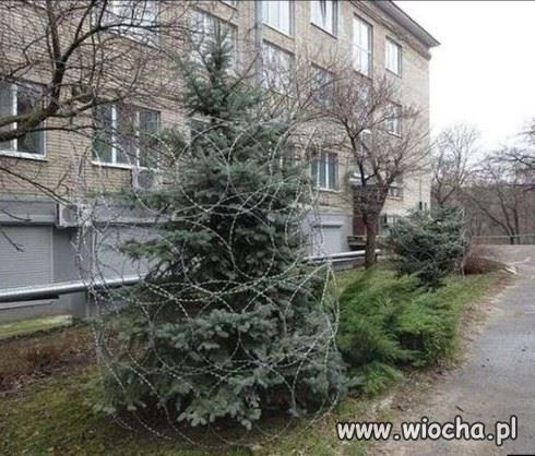 Zabezpieczenie choinki przed świętami