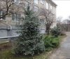 Zabezpieczenie choinki przed świętami