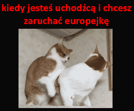 Takie są... muzole