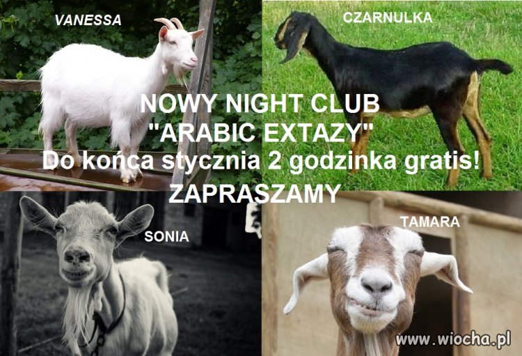 A Może by tak zarobić... 