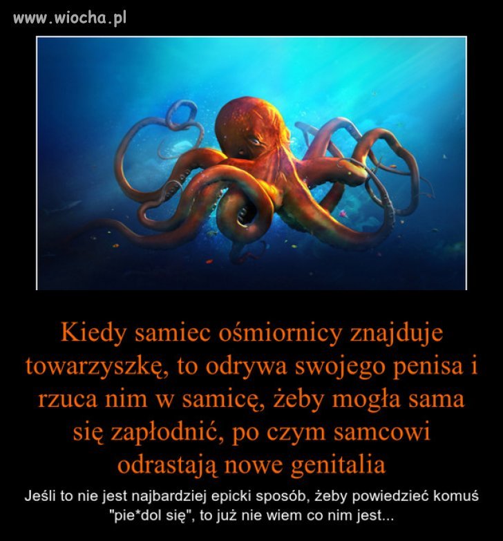 Ośmiorniczki...