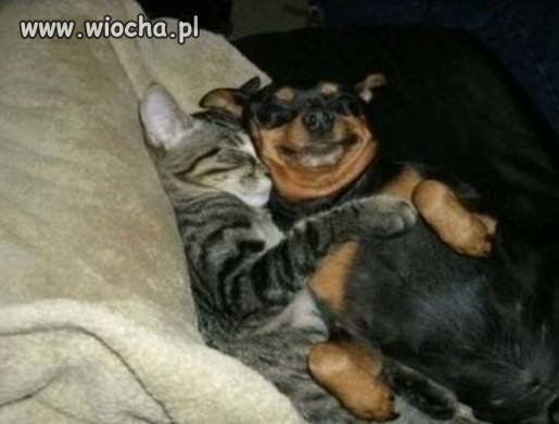 Dwa sierściuchy