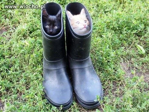 Kot w butach...