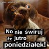 Jutro poniedziałek