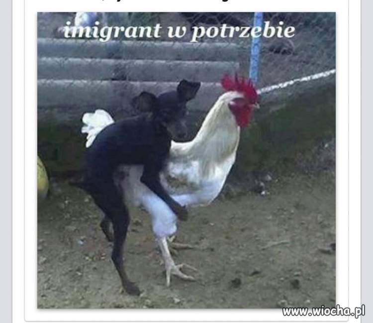 Imigrant w potrzebie.