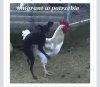 Imigrant w potrzebie.