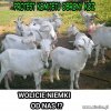 I łażą takie obrażone