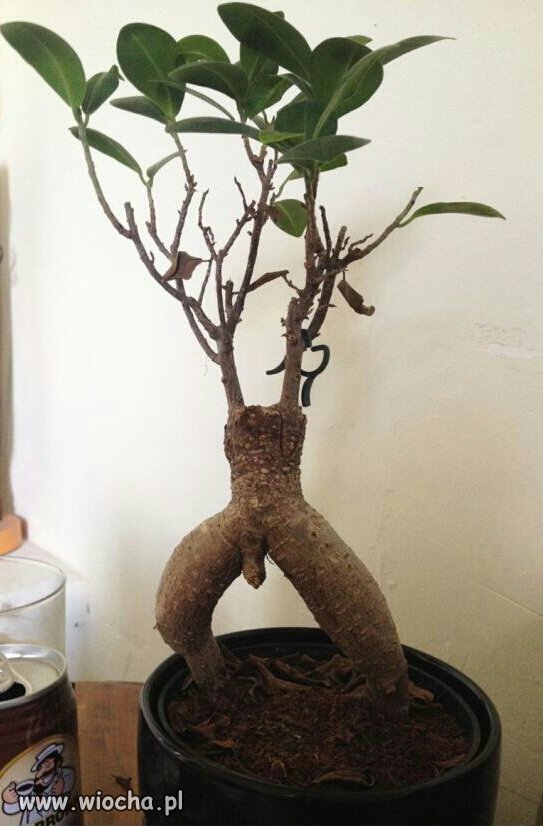 ...takie bonsai...