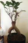 ...takie bonsai...