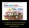Norwescy naukowcy i ich nowa teoria