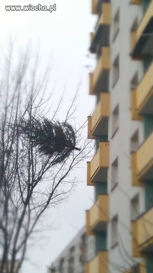 A wy wyrzuciliście już choinkę?