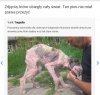 Ten co to zrobił to zwykły skur... i frajer