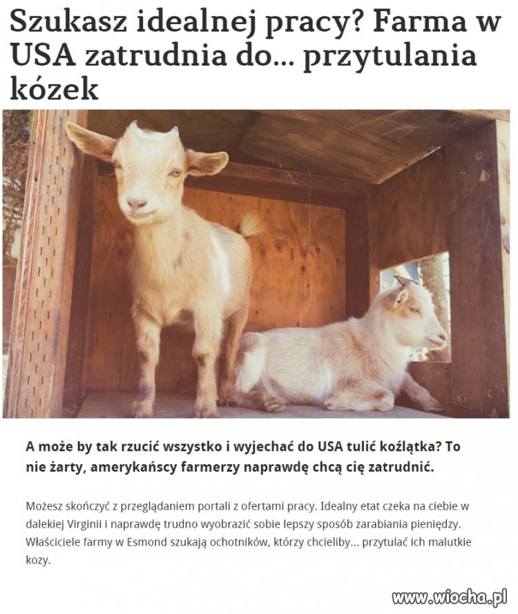 Praca marzeń dla Araba!!! 