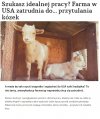 Praca marzeń dla Araba!!! 