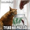 Kotecek