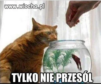 Kotecek