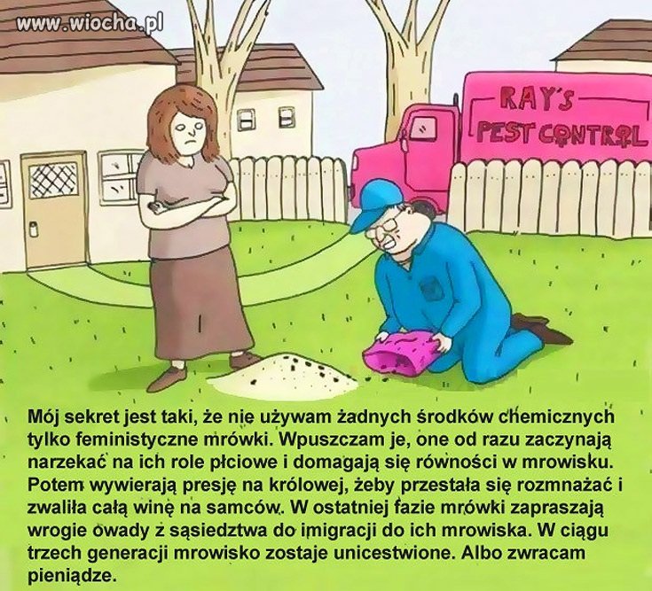  Feministyczne mrówki 