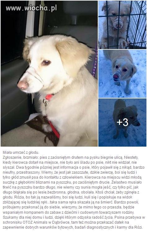 Zawiązali jej drut na pysku miała zdechnąć.