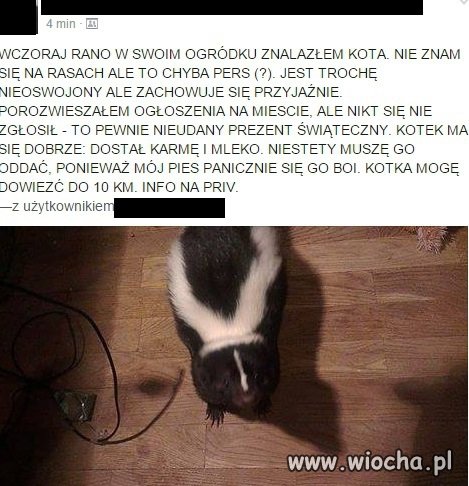 Kot  
