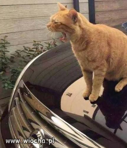 Prawie ... Jaguar