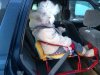 Leniwi rodzice -