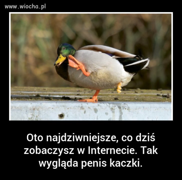 I bez jaj 