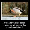 I bez jaj 